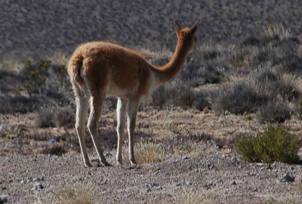 Vicuña - reserva natural de Salinas y Aguada Blanca - Perú 3.jpg
